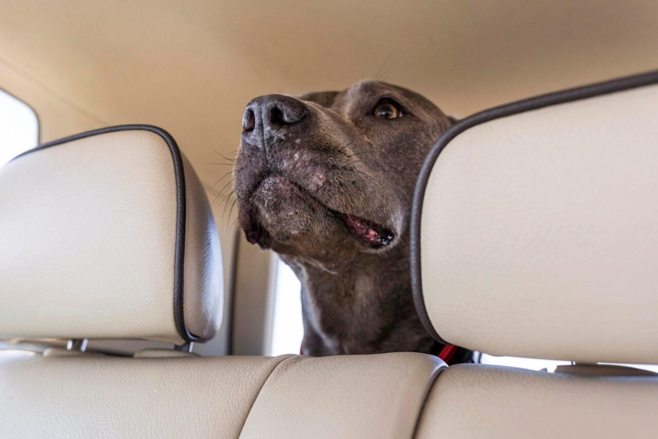 Cane lasciato in auto: quali sono i rischi legali