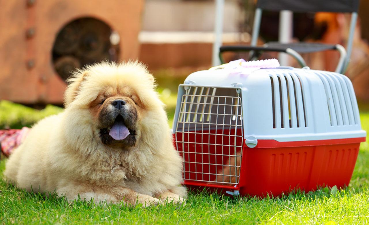 Cani sui taxi: regole e costi del trasporto